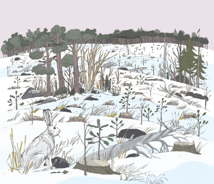 metsahallitus, riistatiheikkö, luontokuvitus