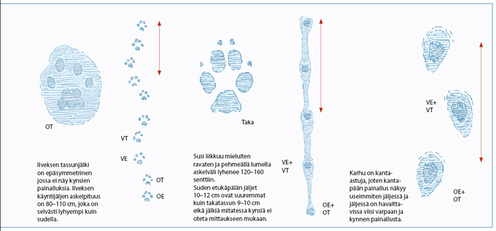 WSOY Suurteokset Eläinten lumijälkiä